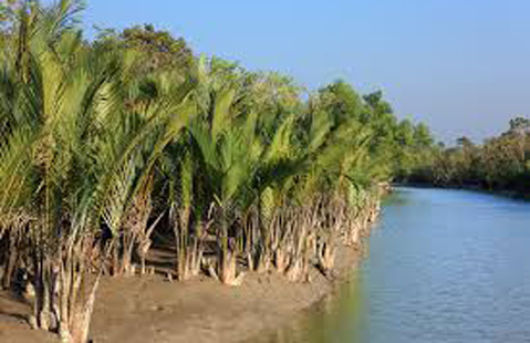 Sundarban